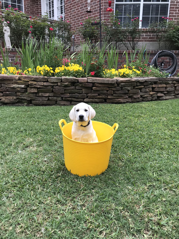 puppy in a bucket