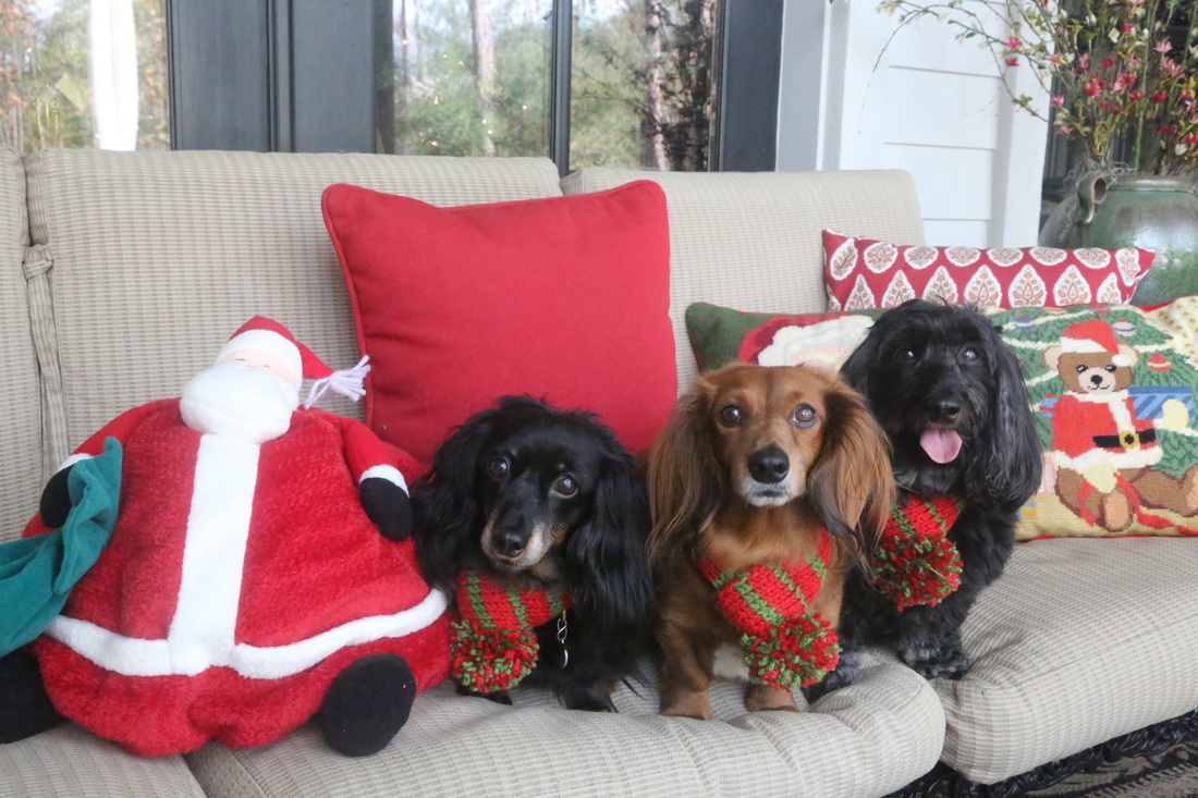 three dachshunds at christmas