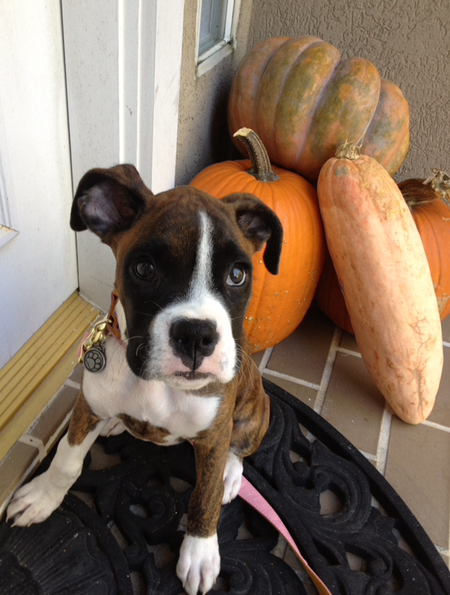dog by some pumpkins