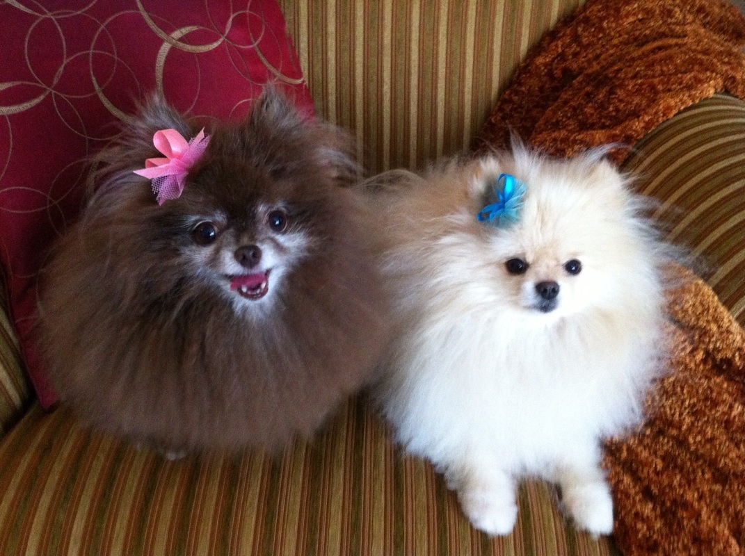 fluffy dogs with bows