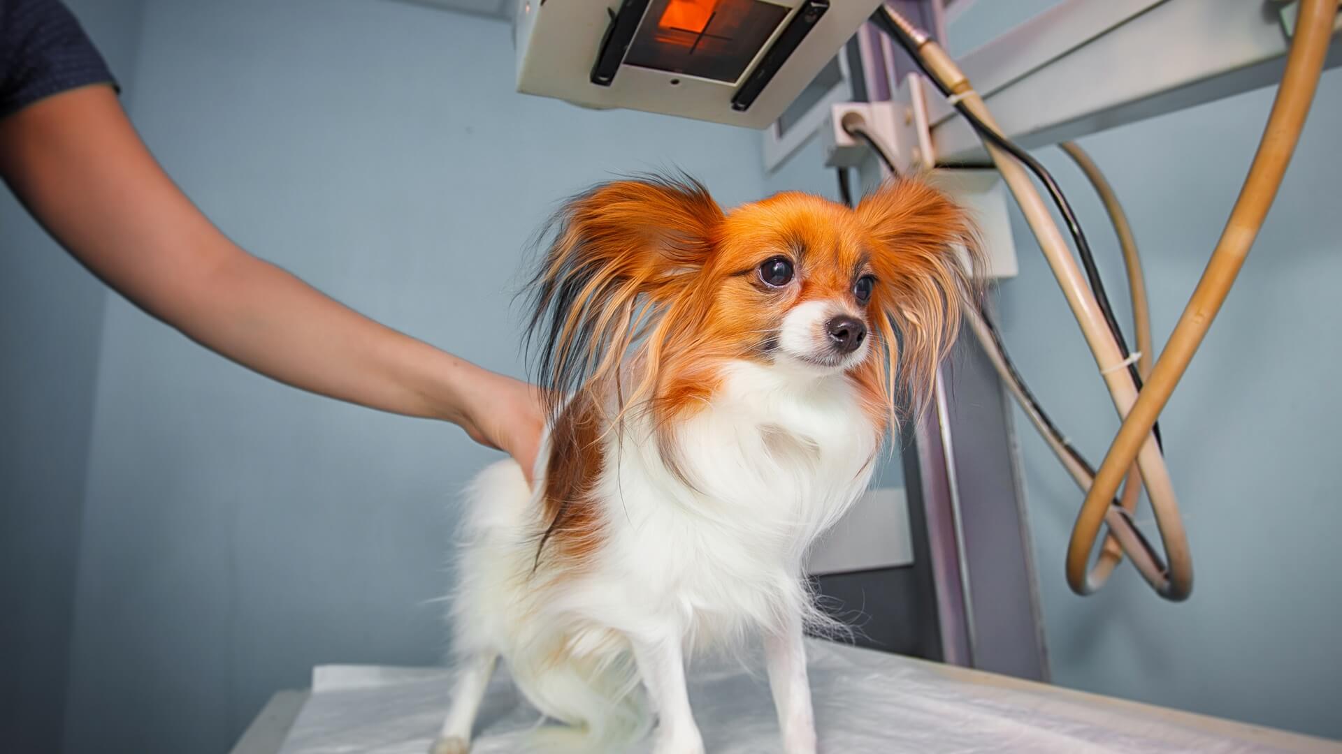 Pet Diagnostics & Imaging In The Woodlands TX 77382 ACOTW