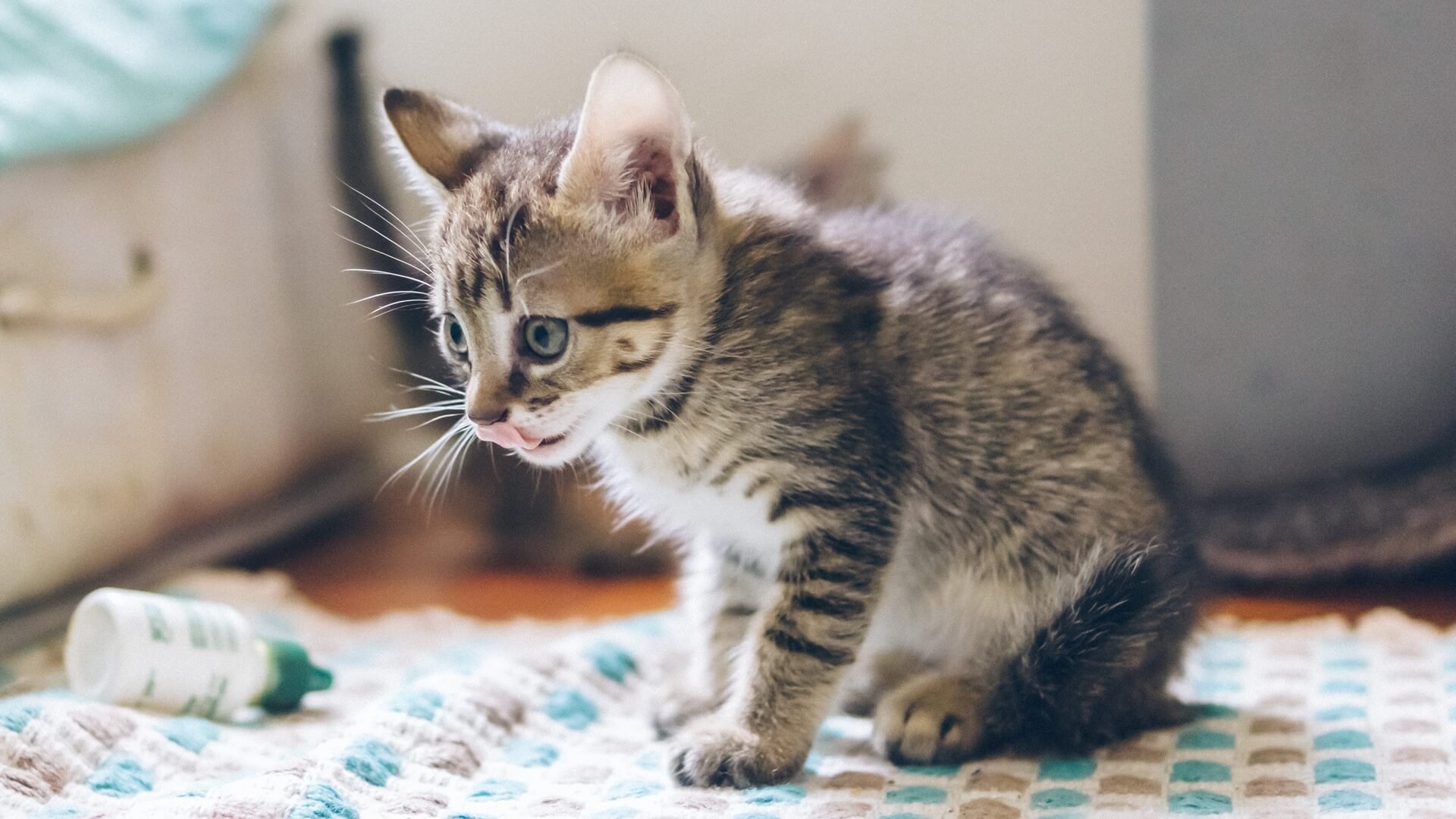 Pet Care Pharmacy In The Woodlands, TX Animal Clinics