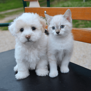 Puppy and Kitten on tabletop