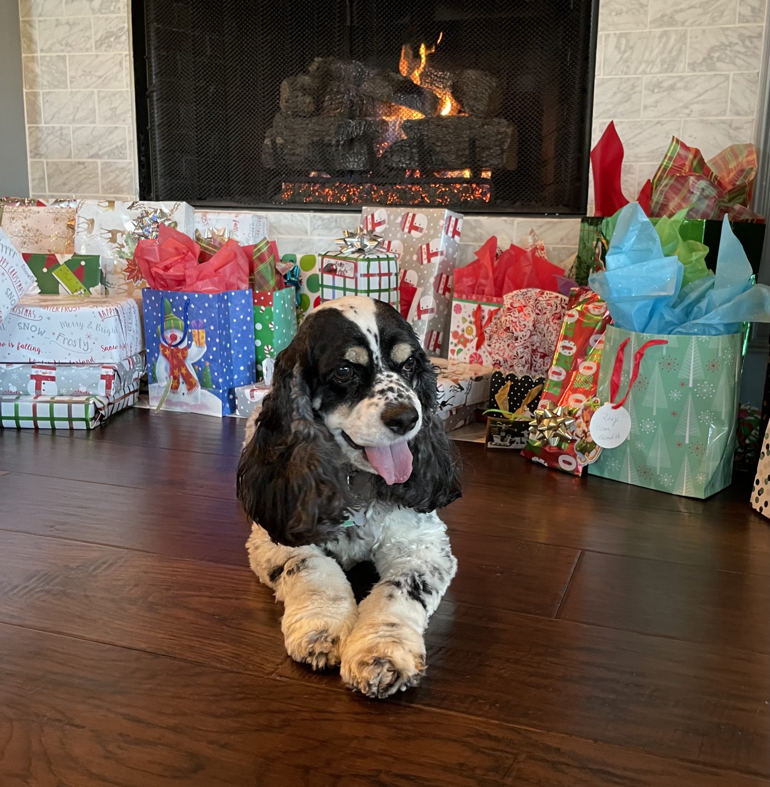 dog by christmas presents