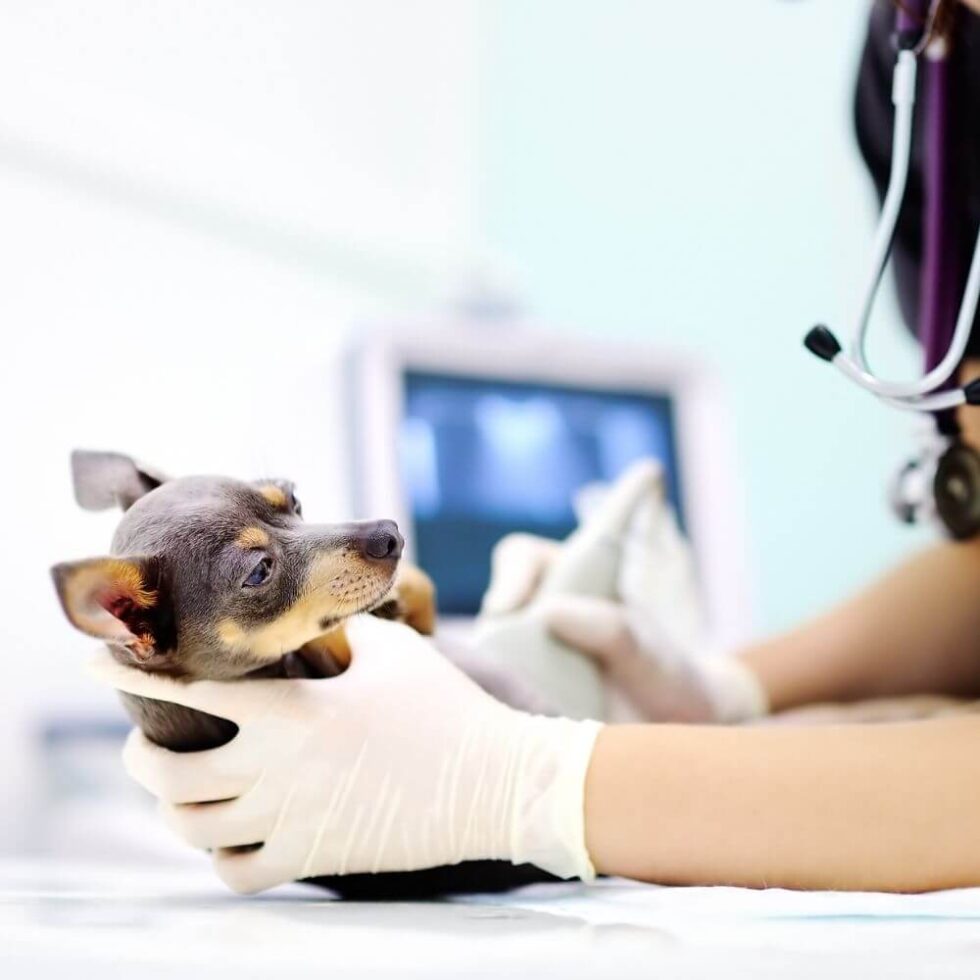 Pet Diagnostics & Imaging In The Woodlands TX 77382 ACOTW