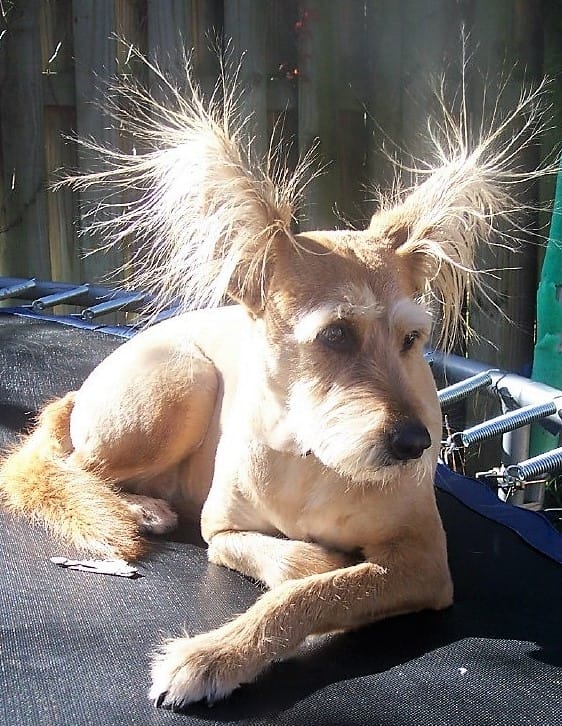 dog with staticky ears