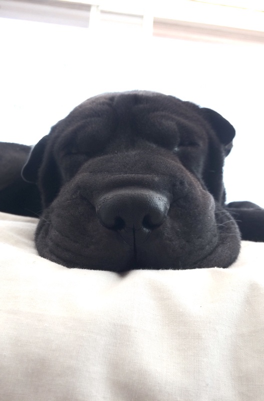 closeup of sleeping dog nose