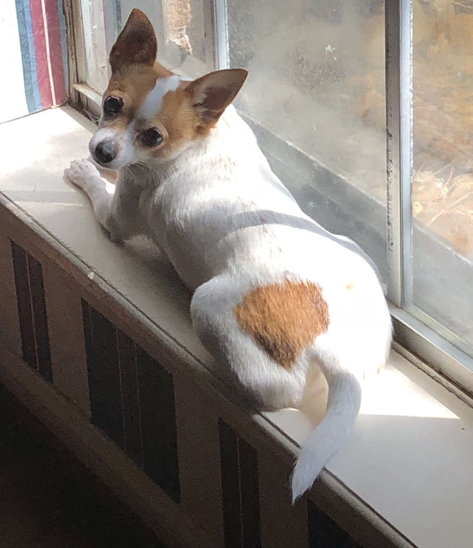 dog by the window