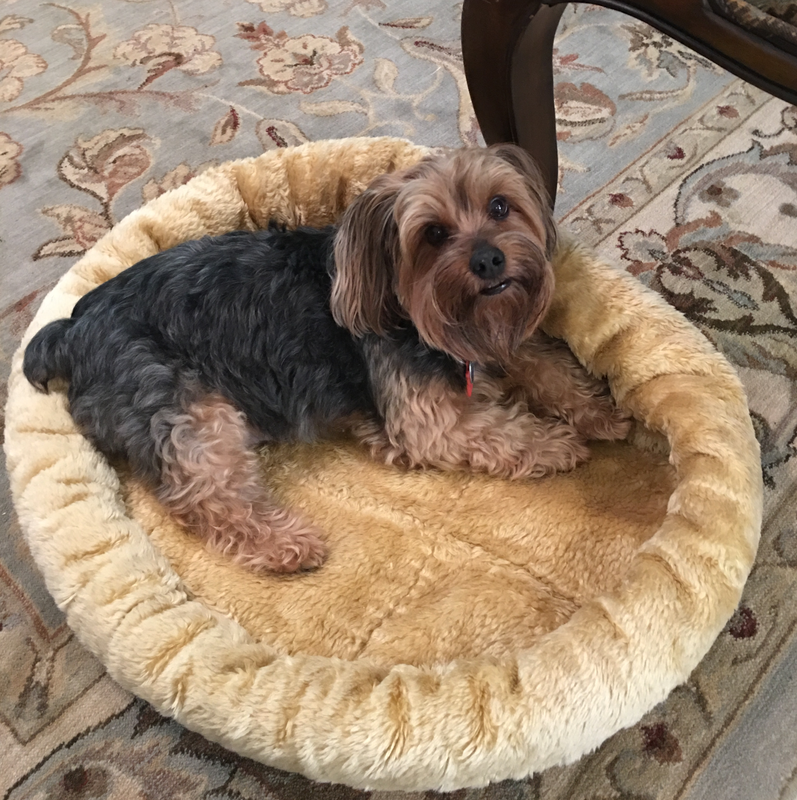 puppy in a dog bed