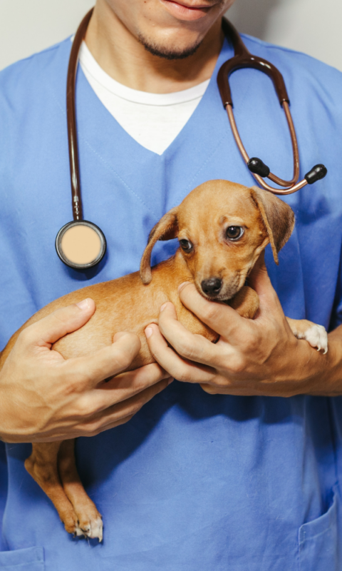 Best Veterinary Hospital In The Woodlands, TX | ACOTW