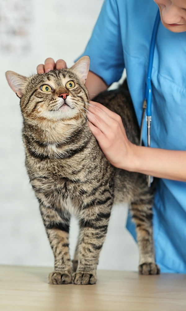 a veterinarian petting a cat